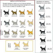 Guide To Merle Cat Coat Patterns And Colors Cat Colors Bengal Cat Cat Facts