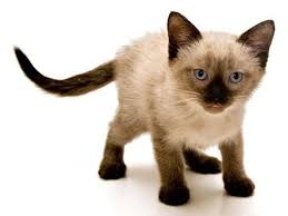 Ikiz Siyam Kedilerin Tuvalet Kagidi Oyunu Kedi
