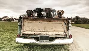 Riding in the back of a pickup truck meme. Please Don T Drive With Your Dog In The Back Of Your Truck Puppy Leaks