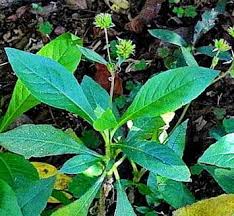 Image result for Elephantopus