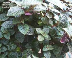 Jun 06, 2003 · this publication includes a list of good plants for georgia organized into various sizes and groups. Plectranthus Dave S Garden