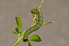 Image result for caterpillar box tree moth inside buxus plant