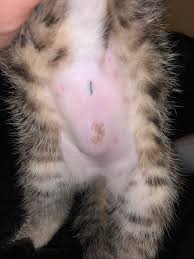 Beyond worms, a bloated stomach can also indicate fluid collection for other reasons. Kitten Got Spayed Is This Swelling Or A Bad Sign Cats