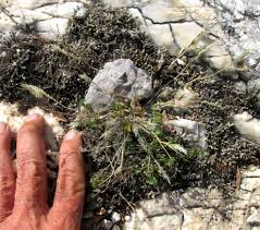 Image result for Enneapogon desvauxii