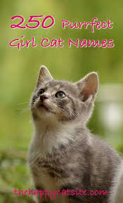 Girl Cat Names 250 Female Cat Names You Will Love By The Happy Cat Site Girl Cat Names Grey Cat Names Kitten Names Girl