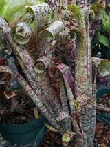 Image result for Seidelia