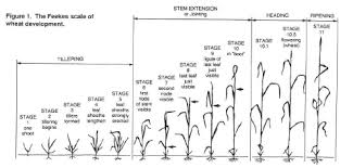 Cr 7668 Foliar Fungicides And Wheat Production In Oklahoma