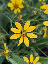 Image result for Tessmannia