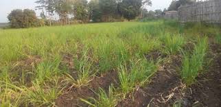 Di jual tanah murah untuk investasi/pertanian dekat puncak bintang cimenyan harga sangat murah rp 175.000/meter shm cocok untuk pertanian atau investasi dekat area wisata puncak bintang dan perhutani terdiri dari 3 sertipikat #tanahbandung. Tanah Pertanian Untuk Dijual