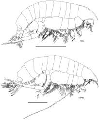 Kindpng provides large collection of free transparent png images. Pseudharpinia Planti Sp Nov Holotype Female Uerj 455 Rio De Download Scientific Diagram