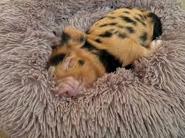 Arthur's Acres Animal Sanctuary