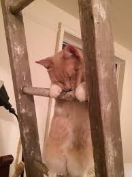 Cats that don't shed much? 75 Hilarious Cats Who Aren T In The Brightest Bunch
