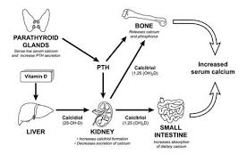 Image result for Parathyroid Hormone
