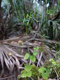 Image result for Drymaria cordata