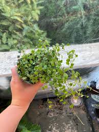 Image result for Ficus persicifolia