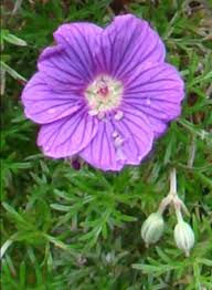 Image result for Geranium incanum