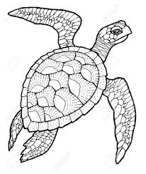 51356895 Sea Turtle Line Art Vector Stylized Drawing Stock Vector Tattoo Jpg 1097 1300 Turtle Drawing Turtle Coloring Pages Sea Turtle Drawing Hawksbill turtle is a sea animal and belogs to the cheloniidae family. turtle drawing turtle coloring pages