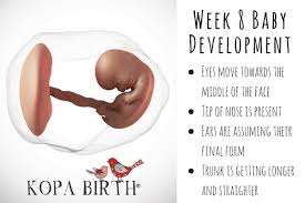 Mar 15, 2019 · by now, your twins may be able to make grasping motions. Week 8 Pregnancy Symptoms Baby Belly Bump Twins Kopa Birth