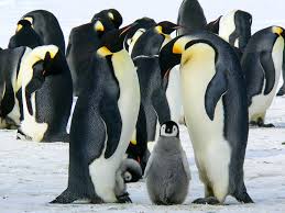 Its scientific name is aptenodytes forsteri. Types Of Penguins In Antarctica A Photo Guide Passport Pixels