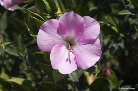 Image result for Barleria holubii