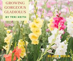 Image result for Gladiolus melleri