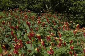 Image result for Spigelia
