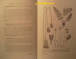 Image result for Mohria lepigera