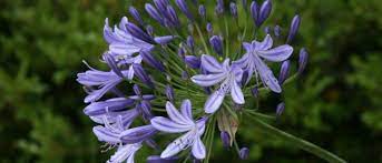 Dozens of cultivated and naturally occurring hybrids are derived from these species. Agapanthus Wisconsin Horticulture