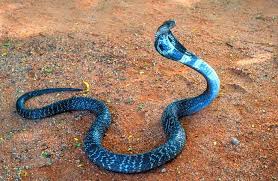 All of the known cobras are venomous and many are capable of rearing upwards and producing a hood when threatened. King Cobra Description Habitat Image Diet And Interesting Facts