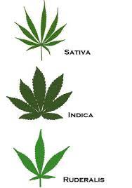 Sativa leaves can come from either female plants — from which we harvest the smokable weed we all know and love — or from the male plants known as hemp. The Marijuana Leaf Everything You Need To Know