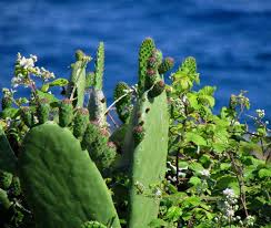Figuier de barbarie figuier d inde opuntia ficus indica nopal tuna cactus raquettes comestibles et dietetiques fruit nourrissant et vitamine diabete. La Figue De Barbarie L Histoire Epineuse De L Opuntia Ficus Indica