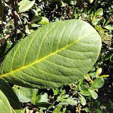 Image result for Alectra bainesii