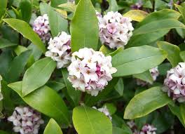 Well you're in luck, because here they come. Shrubs That Bloom All Year Year Round Shrubs According To Season Balcony Garden Web