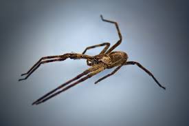 10 Of Africas Scariest Spider Species
