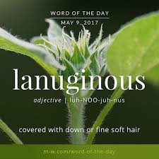 Lanuginous Means Covered With Down Or Soft Hair Merriamwebster Dictionary Language Rare Words Words Words In Other Languages
