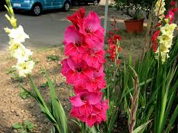 Image result for Gladiolus zimbabweensis