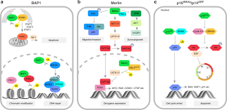Wells p, sheaff mt, slater s, rudd rm, fennell d, steele jpc. Biological Basis For Novel Mesothelioma Therapies British Journal Of Cancer