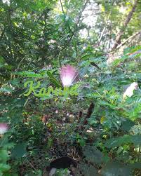 Image result for Vernonia auriculifera