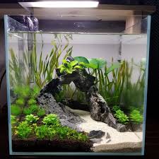 Pin By Dylan Bartell On Barn In 2020 Fresh Water Fish Tank Betta Aquarium Aquarium Fish Tank