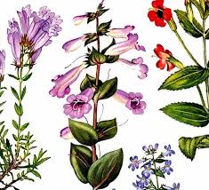 Image result for Scrophulariaceae
