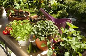 Bitkilerin ekilmesi 15 nisan'dan 15 mayıs'a kadar. Balkonda Hangi Sebze Meyve Nasil Yetistirilir