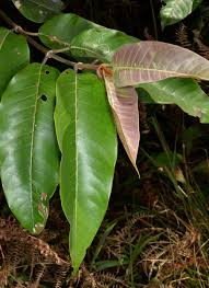 Image result for Harungana madagascariensis