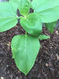 If the sunflower leaves turn yellow, there is a high chance that you are overwatering the plant. Sunflower Sunflower Leaf Yellow Brown Spots Puckered Need Help