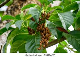 Image result for Hymenodictyon parvifolium