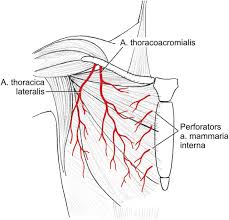 The chest anatomy includes the pectoralis major, pectoralis minor and the. Arterial Blood Supply Of Pectoral Muscle Download Scientific Diagram