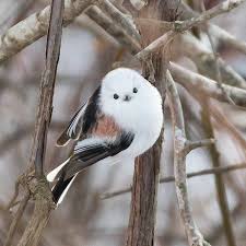 Birds For Kids Bird Clothes Birds Vector Pigeon Quotes In 2020 Pet Birds Cute Birds Animals Beautiful