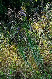 Image result for Lobelia chireensis