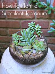 Succulent Terrarium In A Clear Glass Bubble Bowl Diy Succulent Terrarium Succulent Garden Diy Succulent Bowls