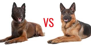 Did you know during both world wars, belgian sheepdogs proved themselves valuable by working as message carriers, ambulance dogs and pulling machine guns. Belgian Malinois Vs German Shepherd My Dog S Name