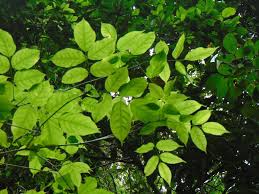 Image result for Pleurolobus tanganyikensis